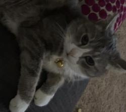 Lost Female Cat last seen Lewis Ave, Fort Drum, NY 13603