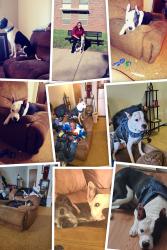 Lost Male Dog last seen Northwest expressway and council, Oklahoma City, OK 73132