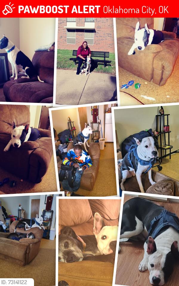 Lost Male Dog last seen Northwest expressway and council, Oklahoma City, OK 73132