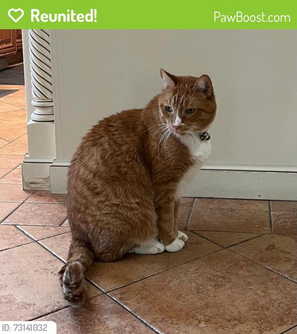 Reunited Male Cat last seen Montecillo Drive, Walnut Creek, CA 94595