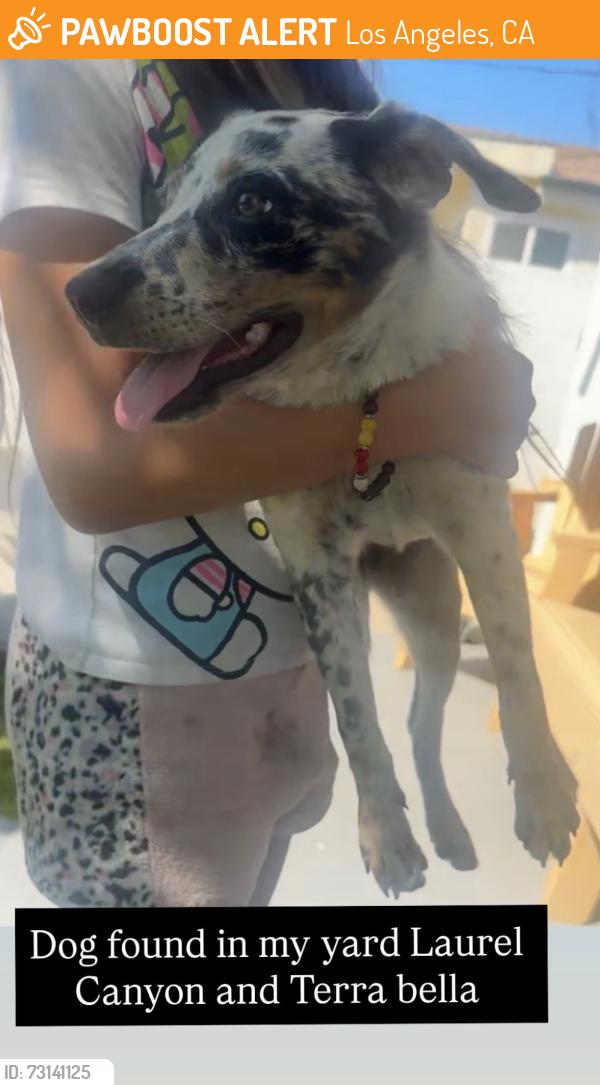 Found/Stray Female Dog last seen Laurel canyon and Terra Bella pacoima, Los Angeles, CA 91331