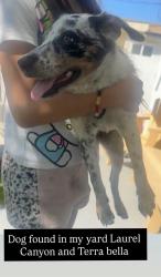 Found/Stray Female Dog last seen Laurel canyon and Terra Bella pacoima, Los Angeles, CA 91331