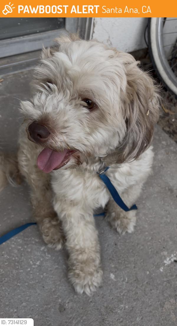 Found/Stray Male Dog last seen Raitt St and Myrtle street Santa Ana CA, Santa Ana, CA 92703