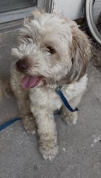 Found/Stray Male Dog last seen Raitt St and Myrtle street Santa Ana CA, Santa Ana, CA 92703