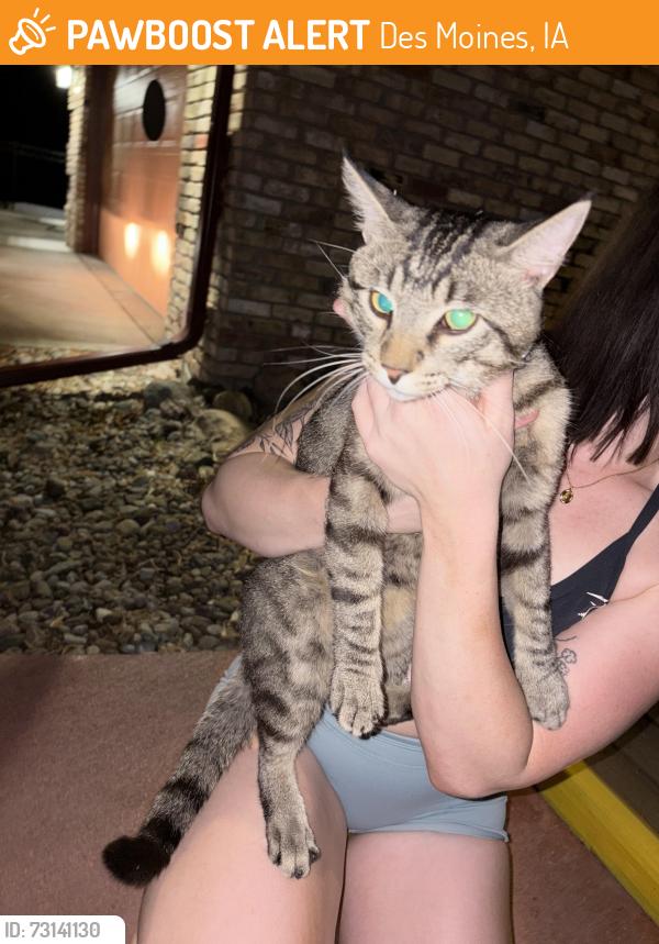 Found/Stray Unknown Cat last seen Wanders around streets, Des Moines, IA 50321