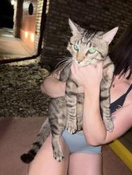 Found/Stray Unknown Cat last seen Wanders around streets, Des Moines, IA 50321