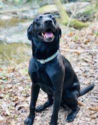 Reunited Male Dog last seen 17th Street Cleveland Tn, Cleveland, TN 37311