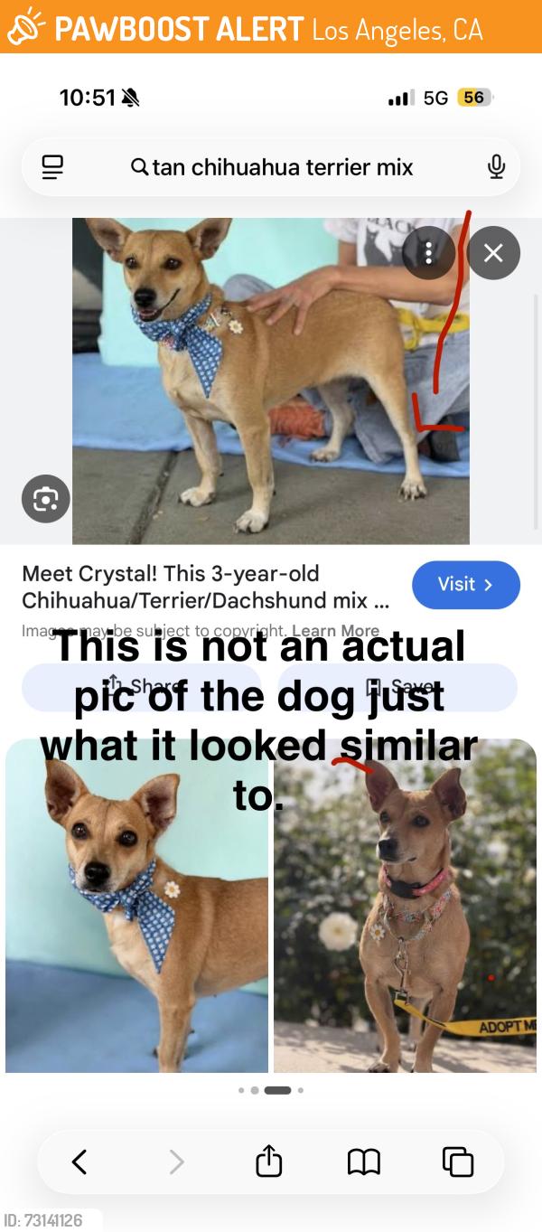 Found/Stray Unknown Dog last seen Tennessee Ave and Camden Ave, Los Angeles, CA 90064