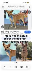 Found/Stray Unknown Dog last seen Tennessee Ave and Camden Ave, Los Angeles, CA 90064