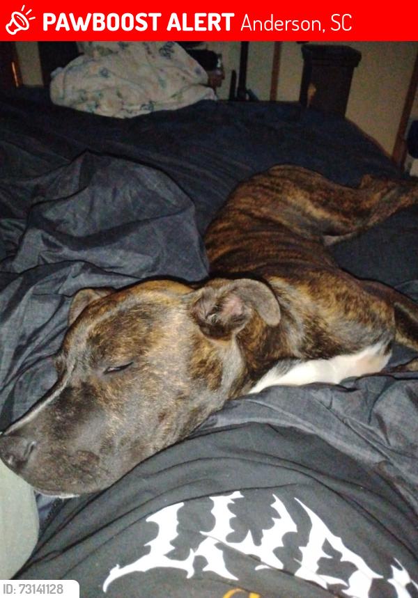 Lost Male Dog last seen Mountain Creek Church Rd, Anderson, SC 29626
