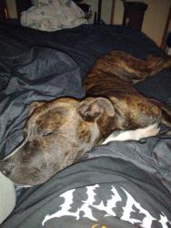 Lost Male Dog last seen Mountain Creek Church Rd, Anderson, SC 29626