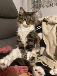 Lost Female Cat last seen McDonald’s or Ichiban, Parma Heights, OH 44130