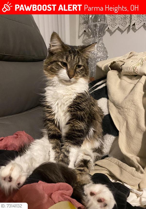 Lost Female Cat last seen McDonald’s or Ichiban, Parma Heights, OH 44130