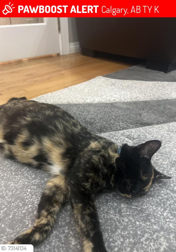 Lost Female Cat last seen Near pinetree Rd NE, Calgary, AB T1Y 1K2