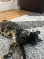 Lost Female Cat last seen Near pinetree Rd NE, Calgary, AB T1Y 1K2