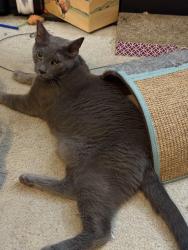 Reunited Male Cat last seen Baylor and Mountain Ave., Claremont, CA 91711
