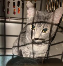 Reunited Male Cat last seen 85th & Holmes, Kansas City, MO 64131