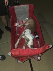 Found/Stray Male Dog last seen Heros park, Glendale, AZ 85305