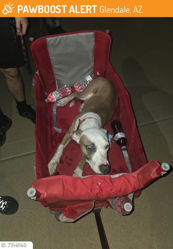Found/Stray Male Dog last seen Heros park, Glendale, AZ 85305