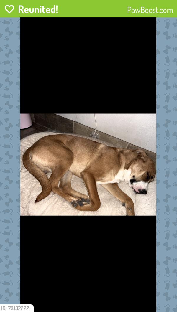 Reunited Male Dog last seen Masters, Dallas, TX 75217