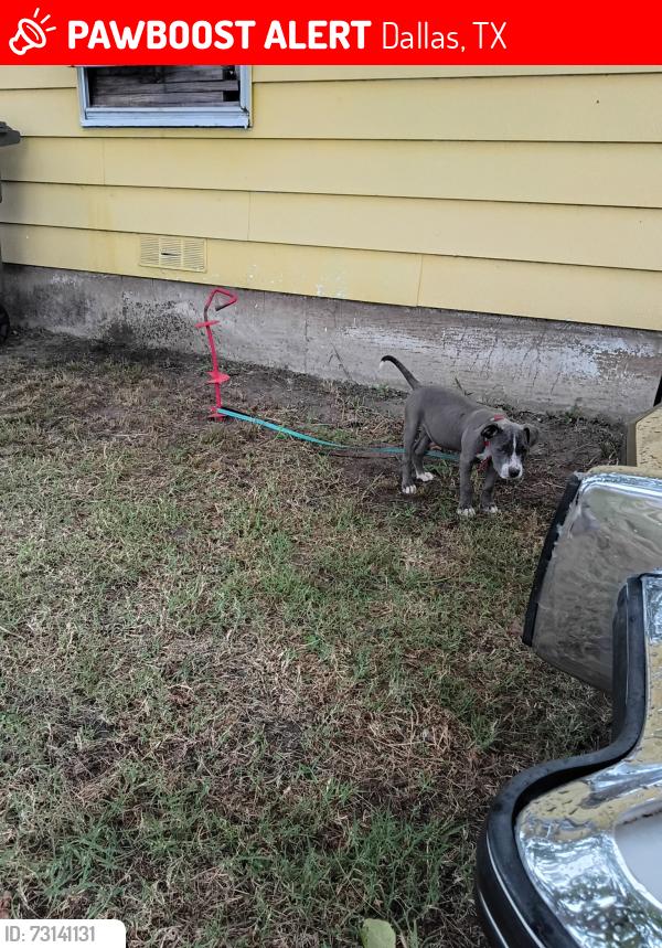 Lost Female Dog last seen Jim Miller, Dallas, TX 75217