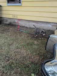 Lost Female Dog last seen Jim Miller, Dallas, TX 75217