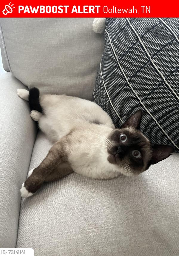 Lost Male Cat last seen Old Hunter Road, Ooltewah, TN, Ooltewah, TN 37363