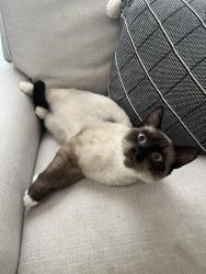Lost Male Cat last seen Old Hunter Road, Ooltewah, TN, Ooltewah, TN 37363