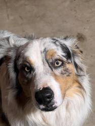 Reunited Male Dog last seen Arabian Avenue and King Avenue, Riverside, CA 92504