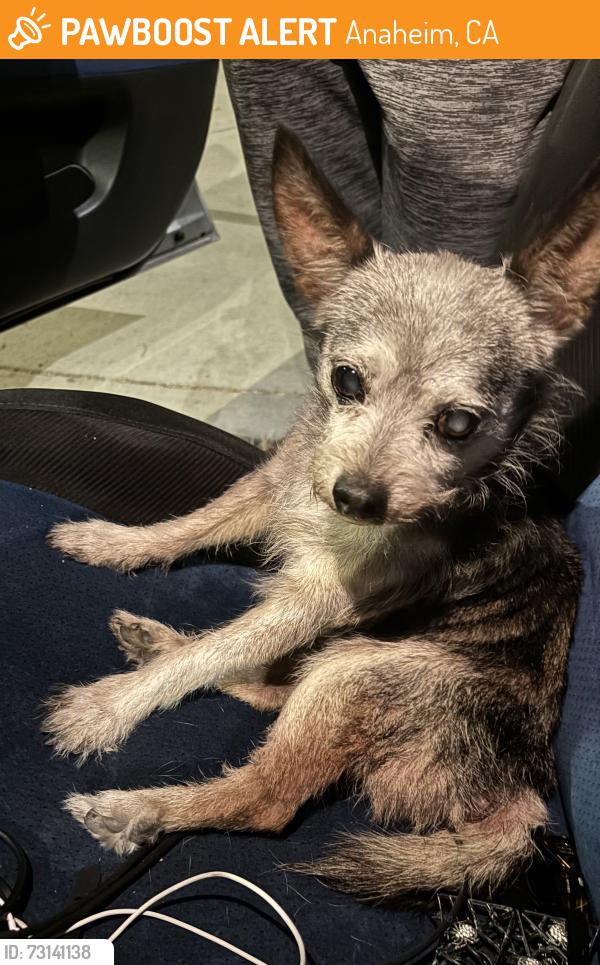 Found/Stray Male Dog last seen Claudina and Valencia, Anaheim, CA 92805