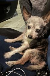 Found/Stray Male Dog last seen Claudina and Valencia, Anaheim, CA 92805