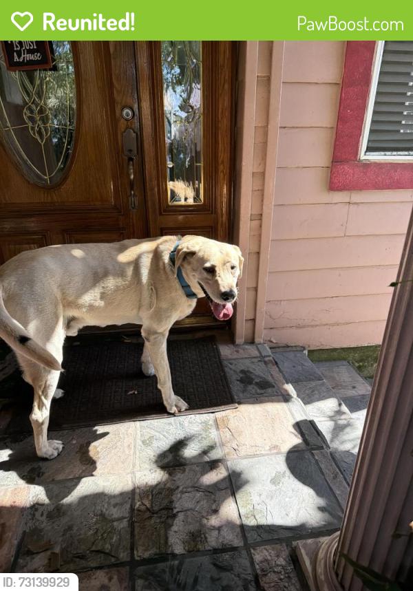 Reunited Male Dog last seen Near Second Ave, Salinas, CA 93905