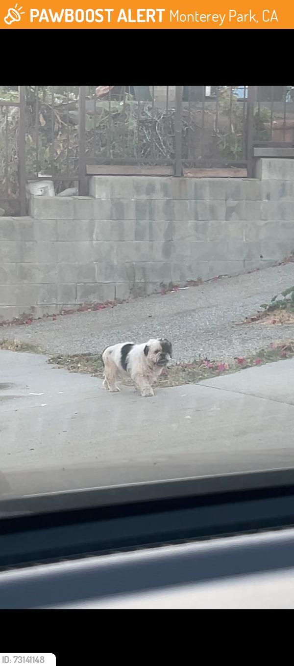 Found/Stray Unknown Dog last seen jackson and graves, Monterey Park, CA 91755