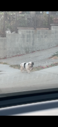 Found/Stray Unknown Dog last seen jackson and graves, Monterey Park, CA 91755