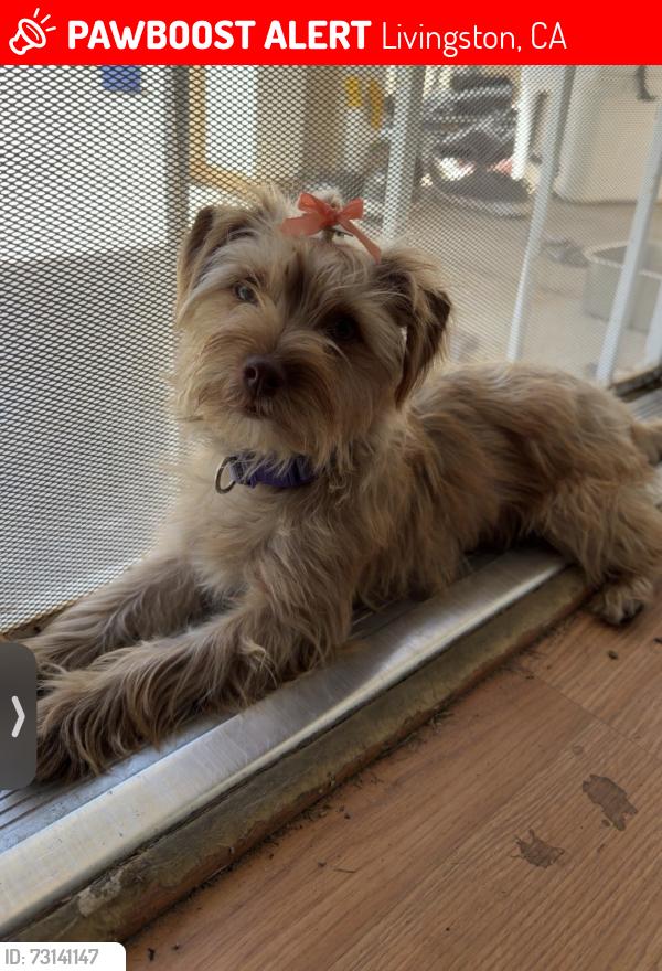 Lost Female Dog last seen Peach Ave by Singh park, Livingston, CA 95334
