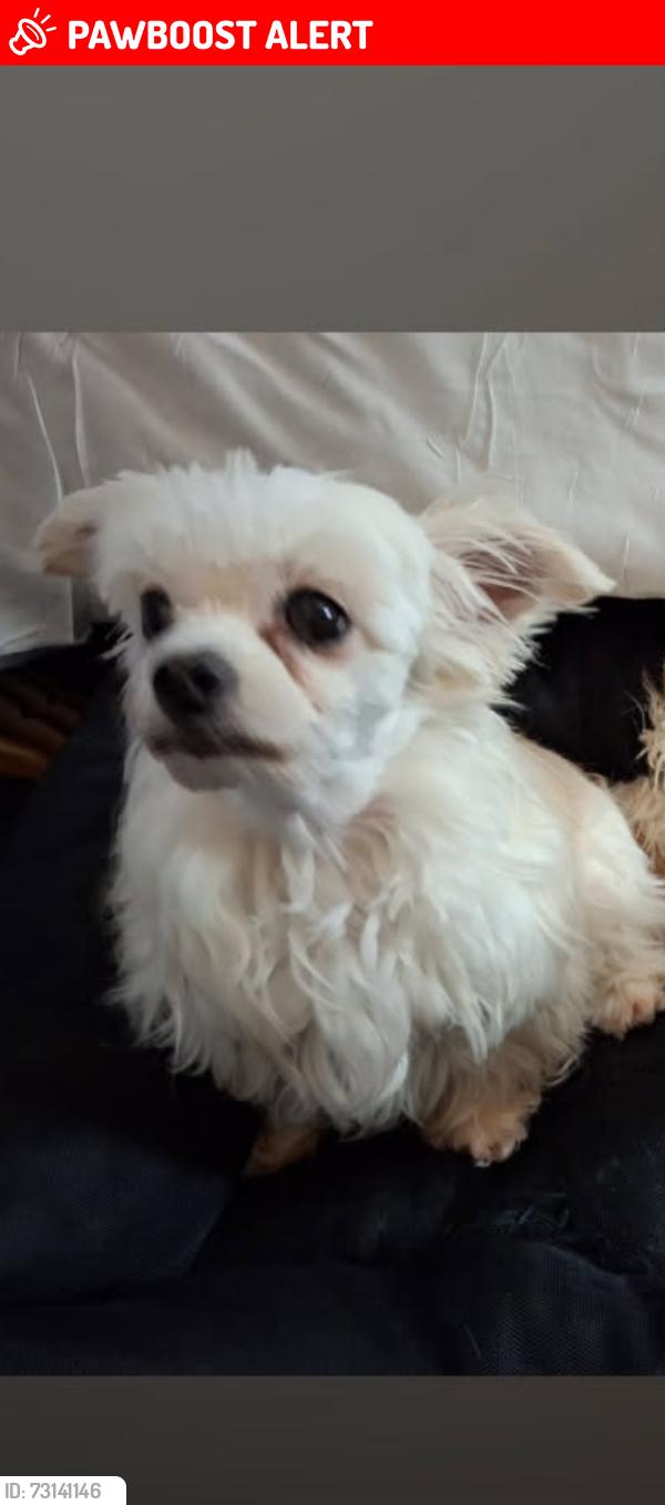 Lost Female Dog last seen Harlesden, Greater London, England NW10
