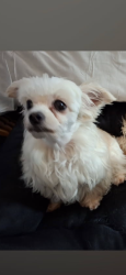 Lost Female Dog last seen Harlesden, Greater London, England NW10