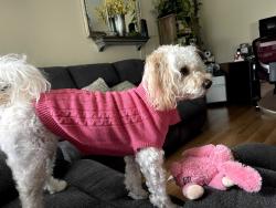 Reunited Female Dog last seen Baton road and Mt Vernon, Grand Terrace, CA 92313