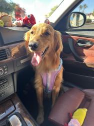 Found/Stray Male Dog last seen 12th & centennial drive, Hanford, CA 93230