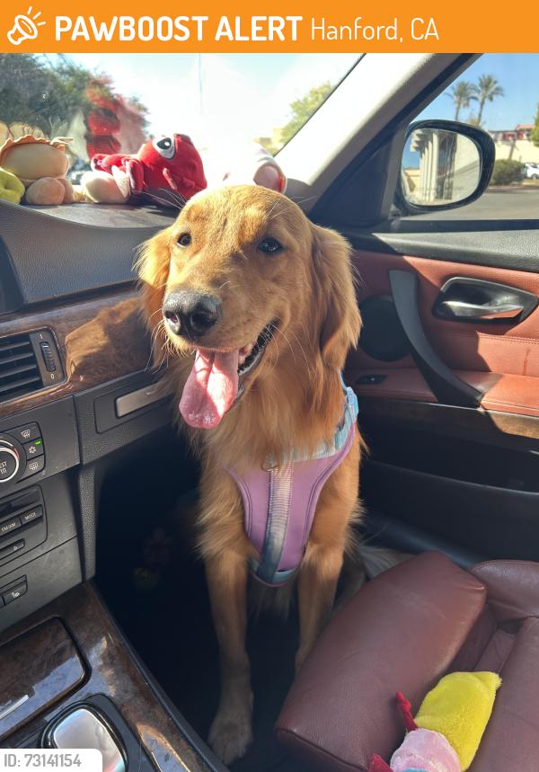 Found/Stray Male Dog last seen 12th & centennial drive, Hanford, CA 93230