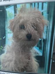 Lost Male Dog last seen Sherman Way and DeSoto, Los Angeles, CA 91303