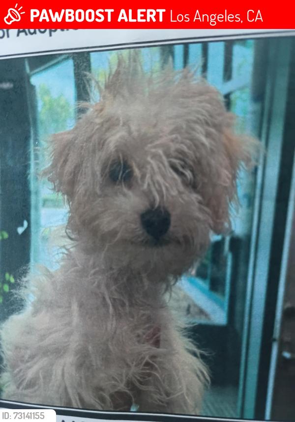 Lost Male Dog last seen Sherman Way and DeSoto, Los Angeles, CA 91303