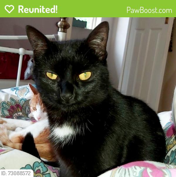 Reunited Female Cat last seen School Road, Tettenhall, England WV6