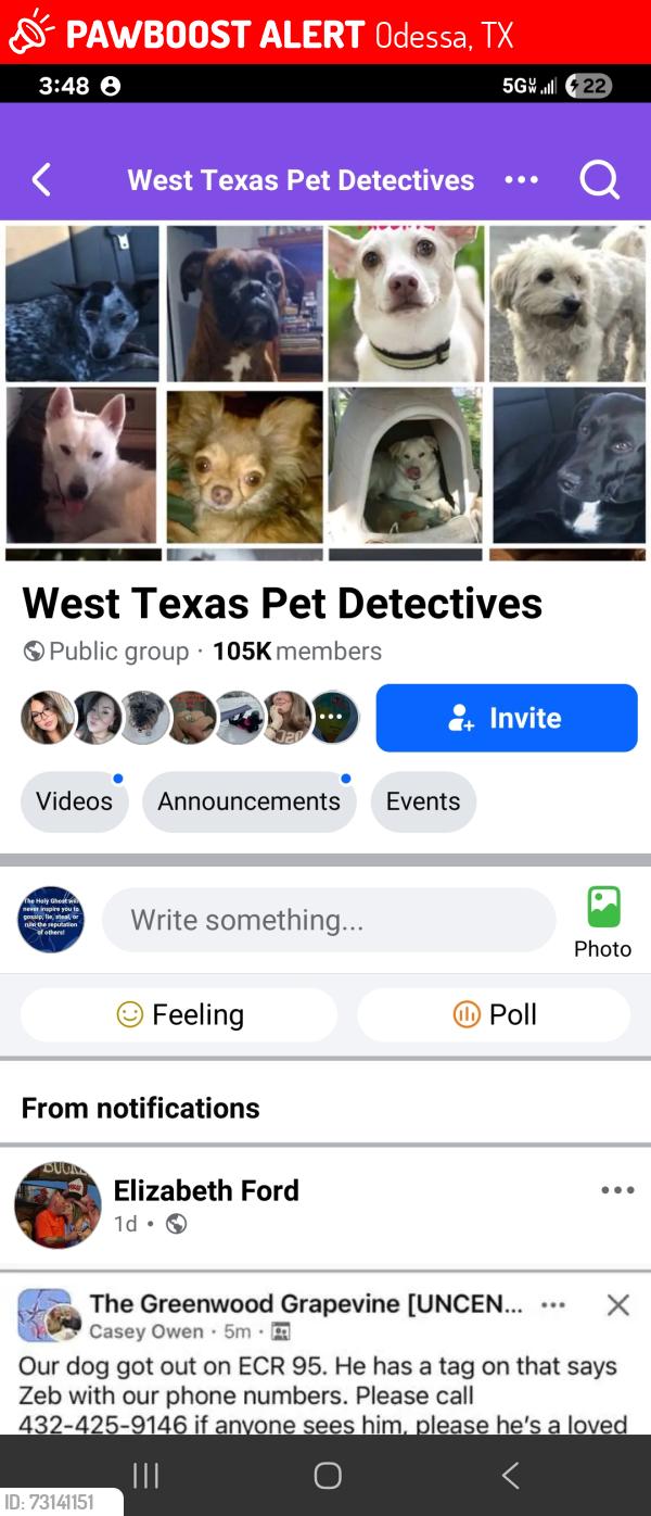 Lost Male Dog last seen W.Grant, Odessa, TX 79761