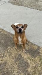 Found/Stray Female Dog last seen Foothill & Cedar, Rialto, CA 92376