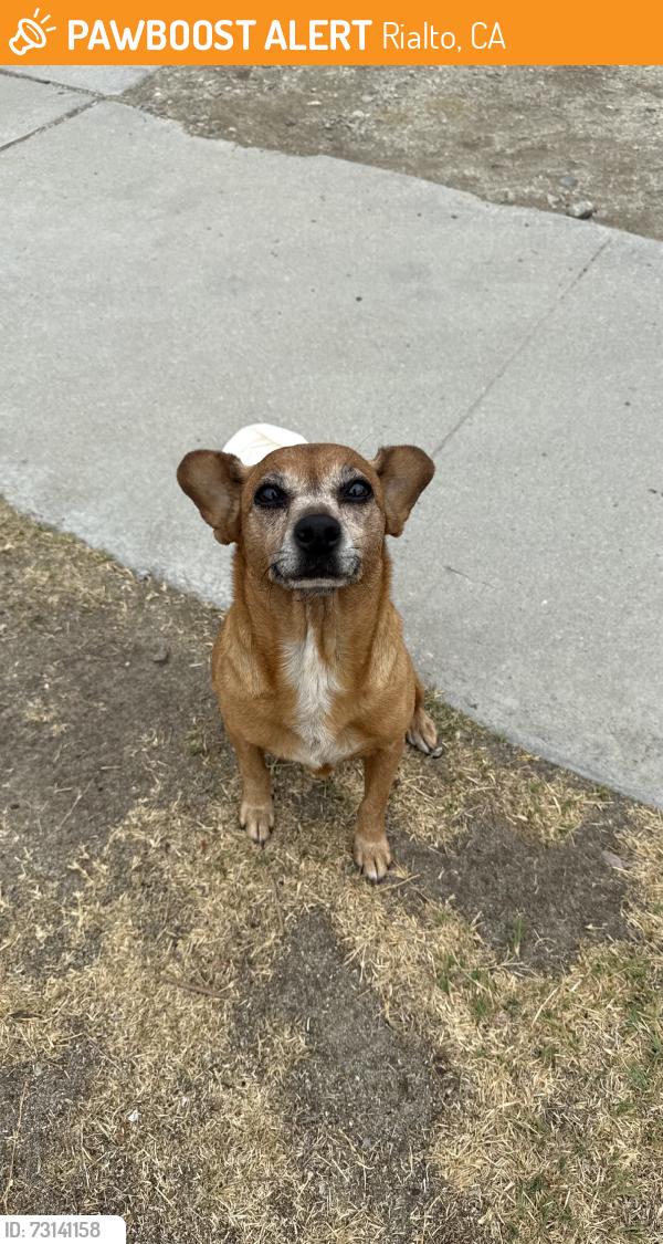 Found/Stray Female Dog last seen Foothill & Cedar, Rialto, CA 92376