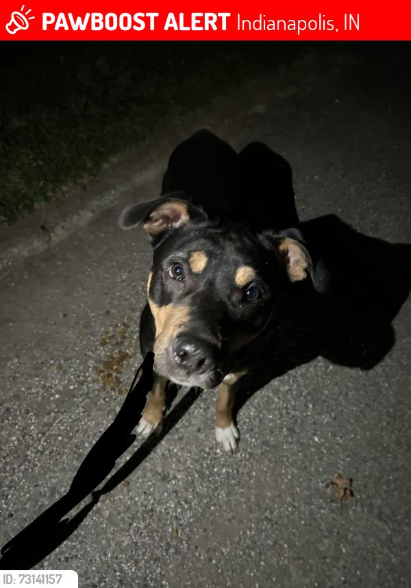 Lost Male Dog last seen Girls School and St Clair St West Side Indy, Indianapolis, IN 46214