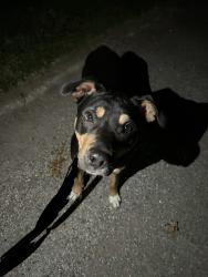 Lost Male Dog last seen Girls School and St Clair St West Side Indy, Indianapolis, IN 46214