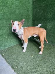 Shelter Stray Male Dog last seen , 5210 W Ave I, Lancaster, CA 93536, USA