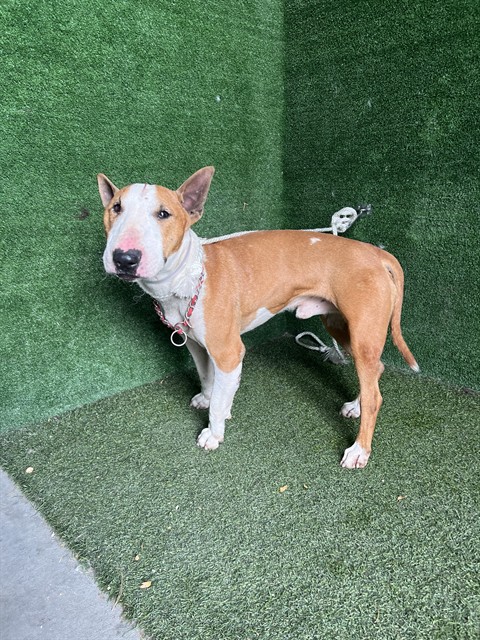 Shelter Stray Male Dog last seen , 5210 W Ave I, Lancaster, CA 93536, USA